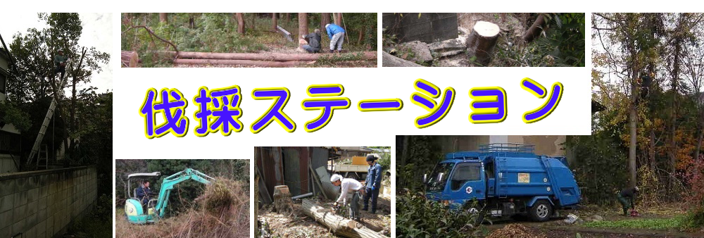 東京都北区の庭木伐採、立木枝落し、草刈りを承ります。